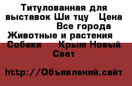 Титулованная для выставок Ши-тцу › Цена ­ 100 000 - Все города Животные и растения » Собаки   . Крым,Новый Свет